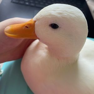 Meet your Posher, Huixin